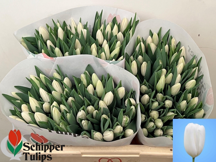 <h4>TU EN SNOWBOARD</h4>