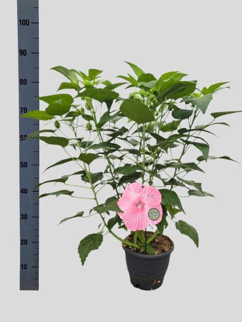 <h4>HIBISCUS M EX H P IM</h4>