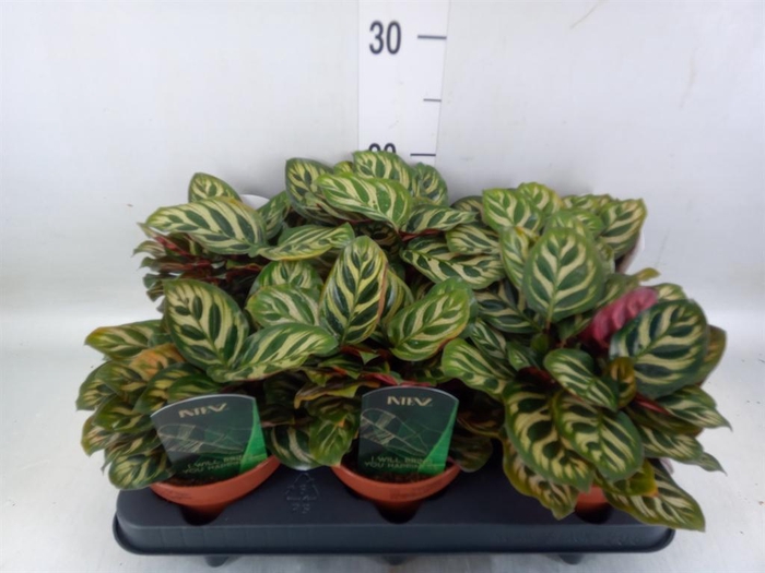 <h4>Calathea makoyana</h4>