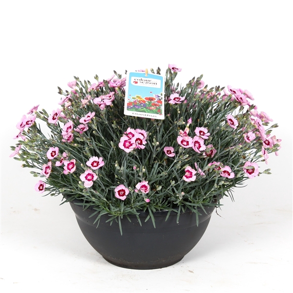 <h4>Dianthus Mountain Frost Ruby Snow P30</h4>