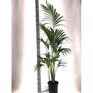 KENTIA - P24 H180 - 5PP - EcoLine (Howea forsteriana