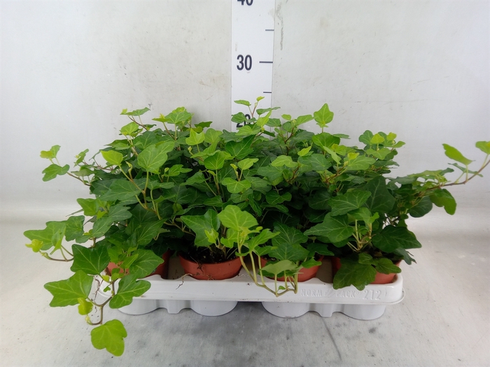 <h4>Hedera helix 'Wonder'</h4>