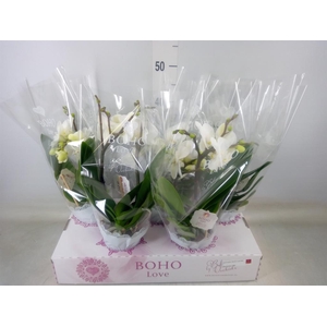 Phalaenopsis   ...white