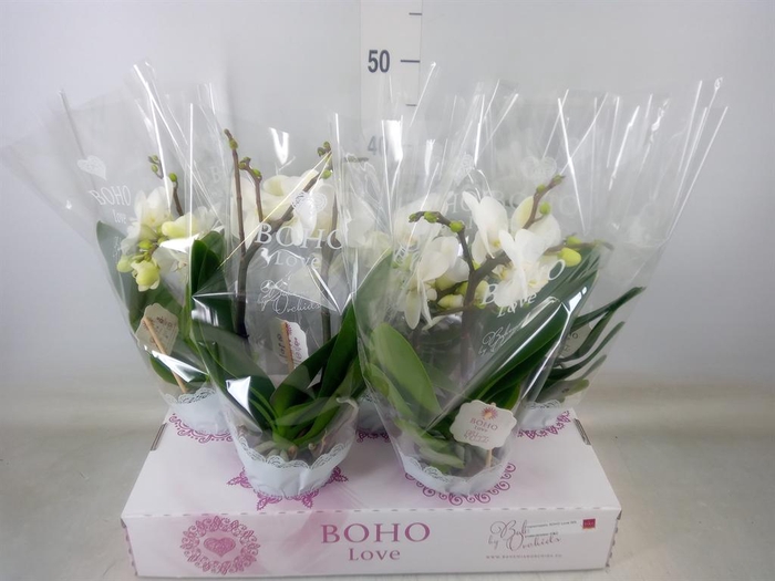 <h4>Phalaenopsis   ...white</h4>