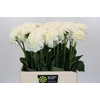 Dahlia Boom Boom White