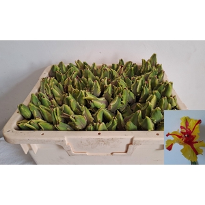 TU PA FLAMING PARROT