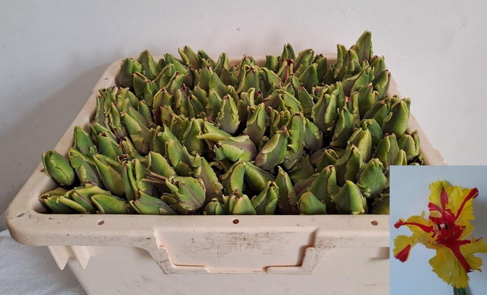 <h4>TU PA FLAMING PARROT</h4>