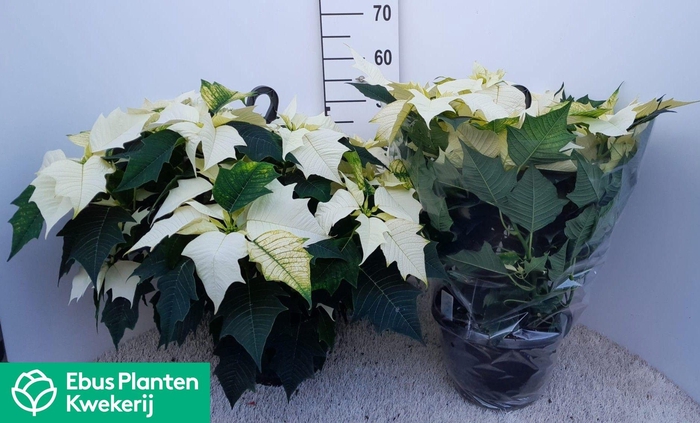 <h4>EUPHOR P ALASKA</h4>