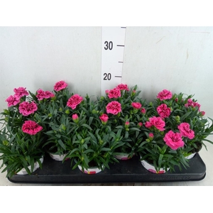 Dianthus  'Oscar Purple Star'