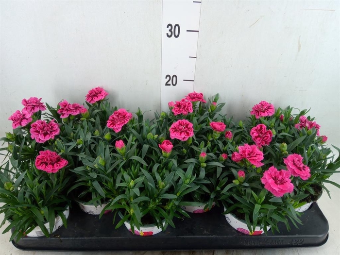 <h4>Dianthus  'Oscar Purple Star'</h4>