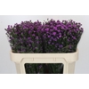 Aster Baby Pink