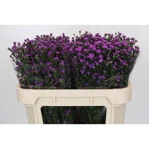 Aster Baby Pink