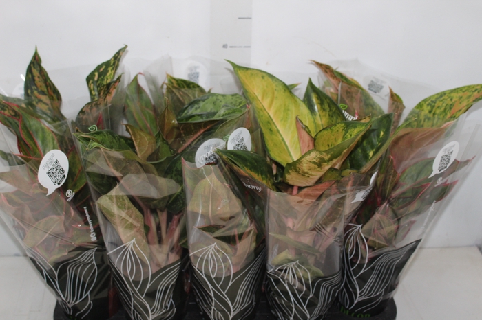 <h4>AGLAONEMA VARIADA P12 PREMIUM</h4>