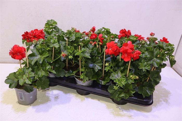 <h4>Pel Pelt Ov Rood</h4>