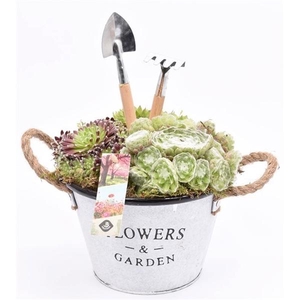 Arrangementen Sempervivum 6%