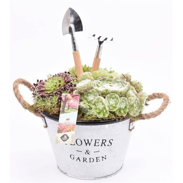 <h4>Arrangementen Sempervivum 6%</h4>