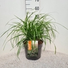 Pennisetum alopecuroides