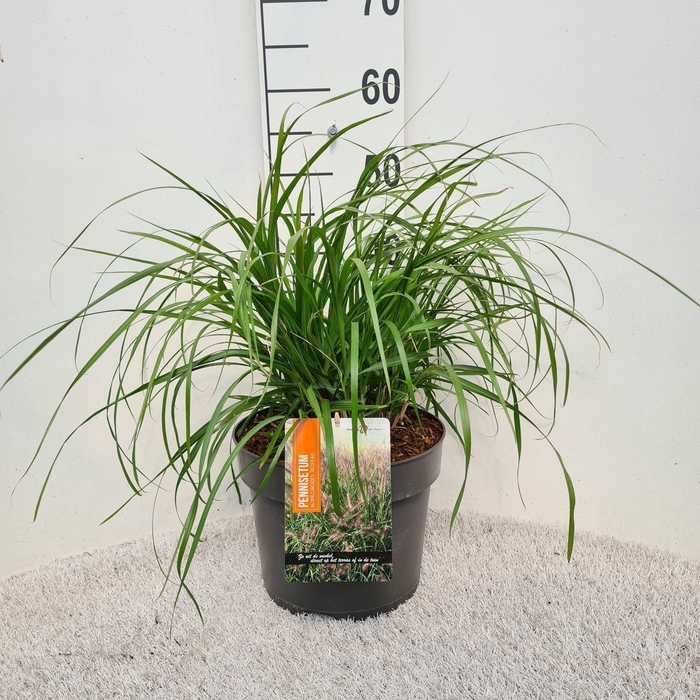 Pennisetum alopecuroides