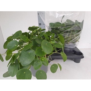 PILEA PEPEROMIOIDES
