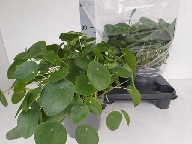 <h4>PILEA PEPEROMIOIDES</h4>