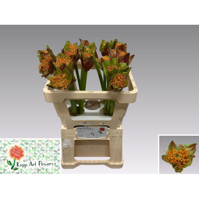 <h4>SCAD P BLITZ</h4>