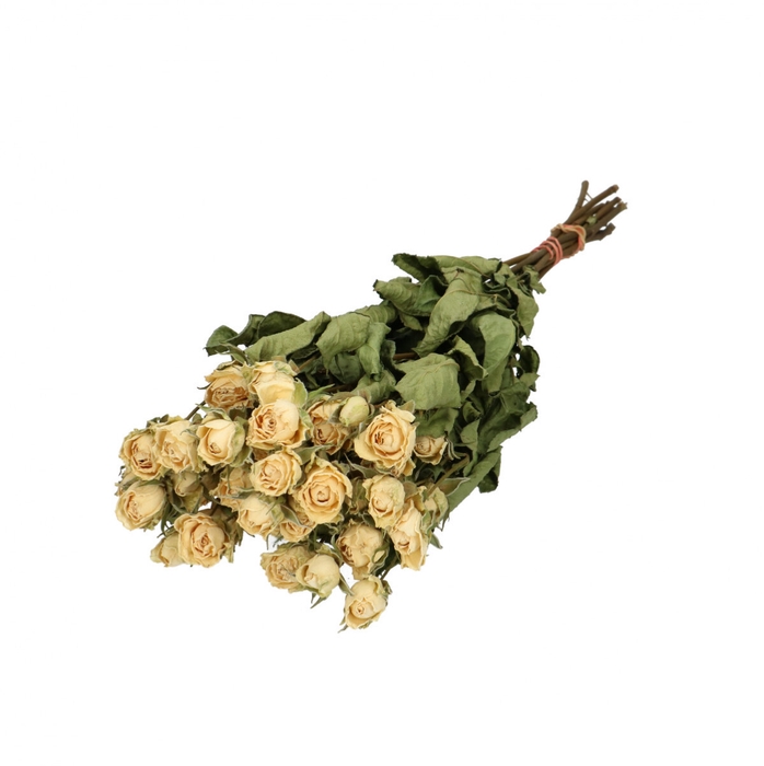 <h4>Dried flowers Rose spray 40cm x10</h4>