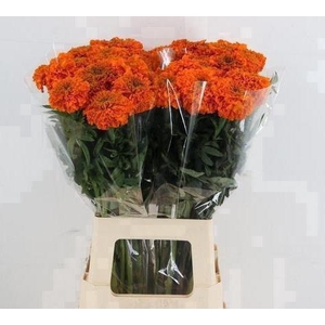 TAG E PROMISE ORANGE