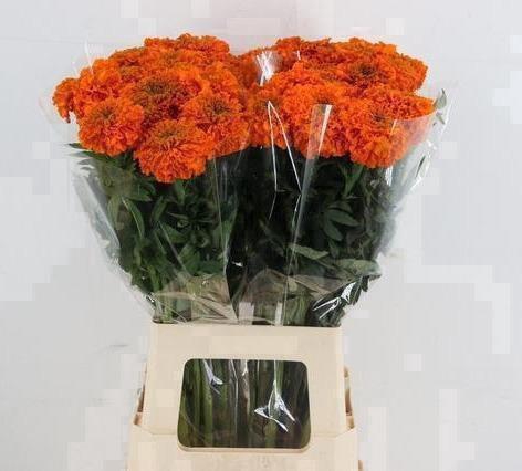 <h4>TAG E PROMISE ORANGE</h4>