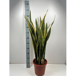 Sansevieria trifasciata Laurentii 27Ø 100cm