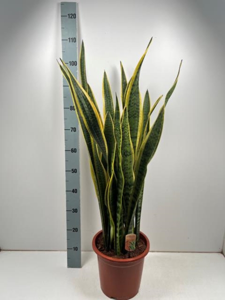 Sansevieria trifasciata Laurentii 27Ø 100cm