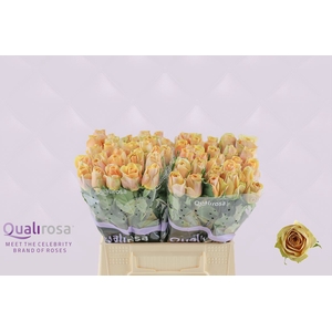 R Gr Golden Mustard