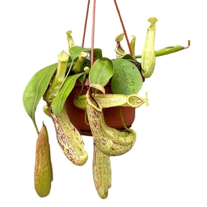 Nepenthes Monkey Jars Mojito