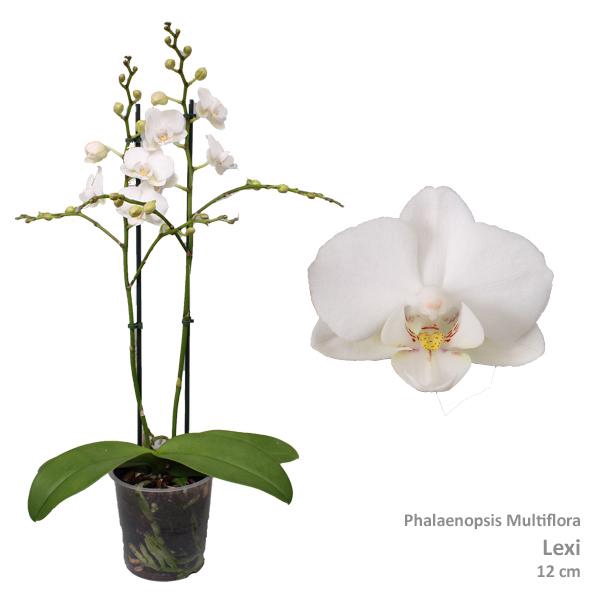 <h4>Phal. Multiflora "Lexi" 2-tak</h4>