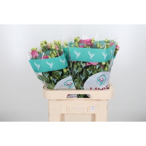 Eus G Alissa Rose Pi