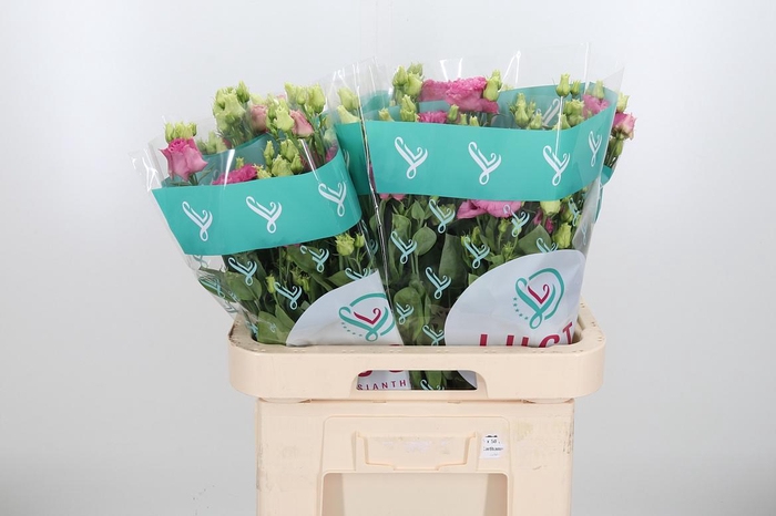 <h4>Eus G Alissa Rose Pi</h4>