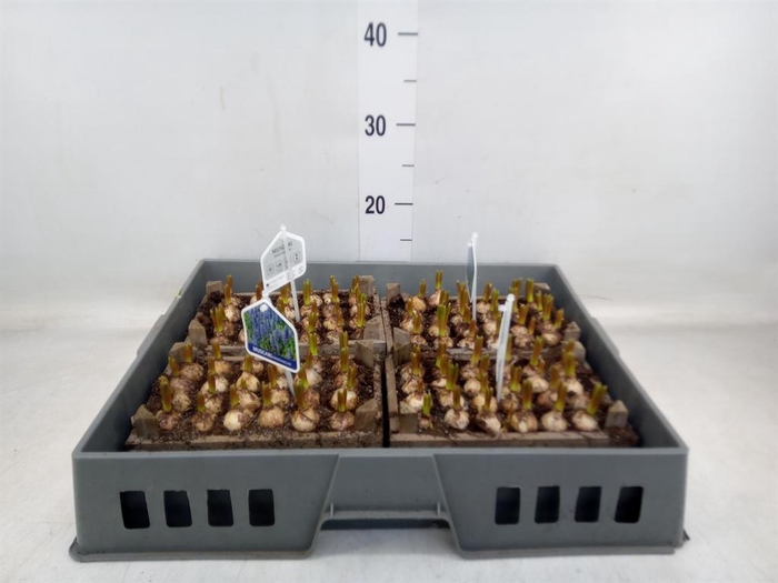 <h4>Arr.  Muscari L%</h4>