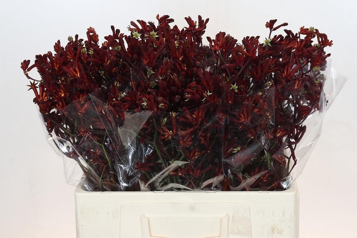 <h4>Anigozanthos Bush Ruby</h4>
