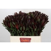 Leucadendron Saf Sunset Dark R.