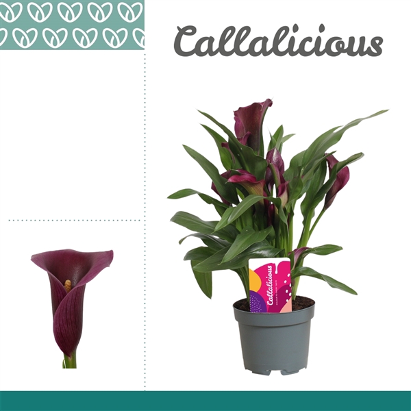 <h4>Zantedeschia Paars</h4>
