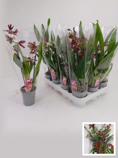 <h4>ORCHIDEEEN GEM</h4>