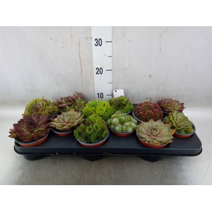 Sempervivum   ...