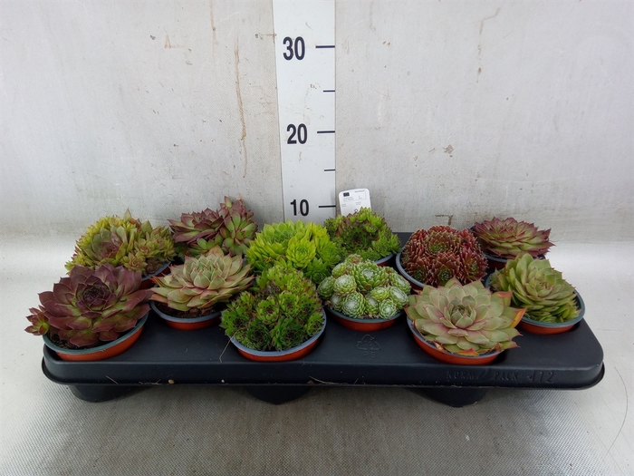 <h4>Sempervivum   ...</h4>