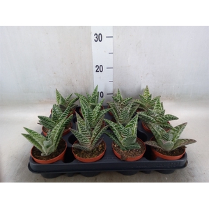 Aloe variegata