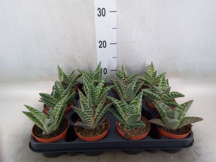 <h4>Aloe variegata</h4>