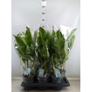 Aglaonema  'B.J. Freedman'