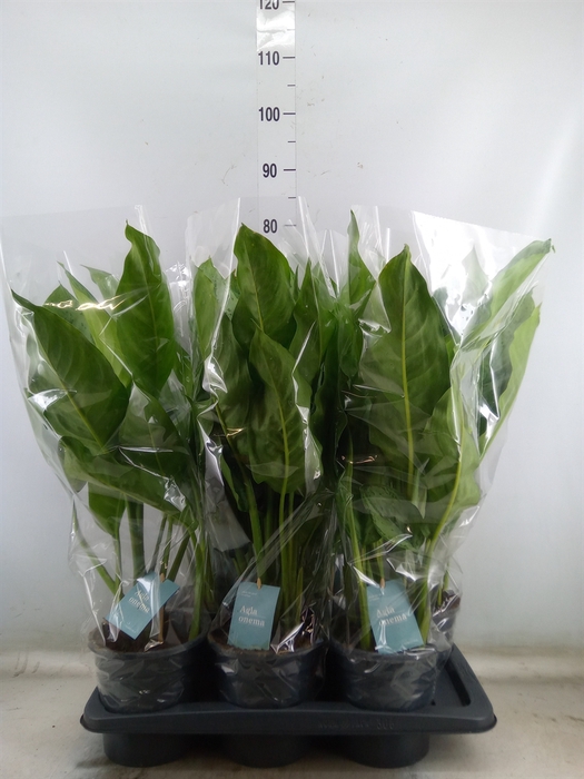 <h4>Aglaonema  'B.J. Freedman'</h4>
