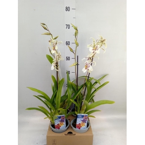 Beallara  'Tahoma Glacier Green'