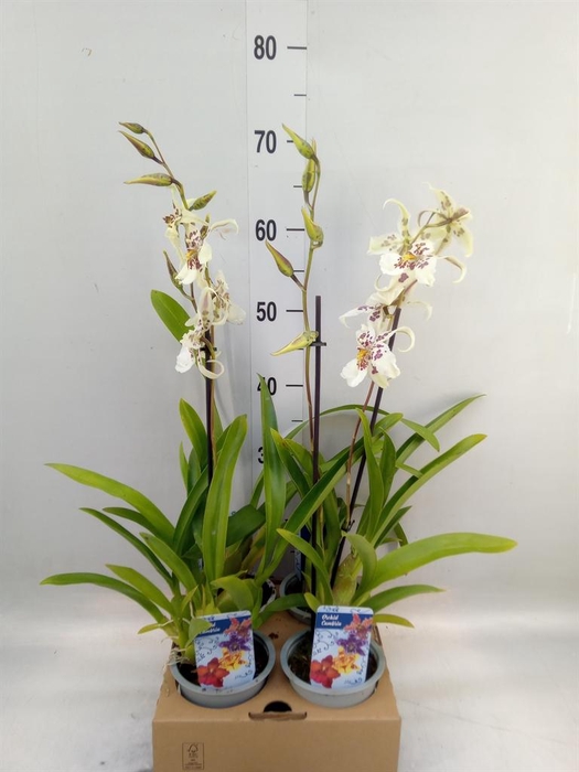 <h4>Beallara  'Tahoma Glacier Green'</h4>