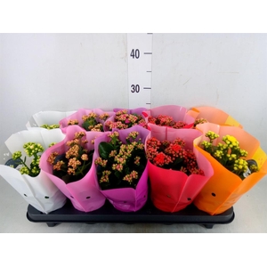 Kalanchoe blos. 'Perfecta'  ..mix 5