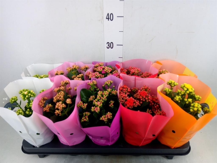 <h4>Kalanchoe blos. 'Perfecta'  ..mix 5</h4>